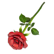 Rosa Roja Metal Earth